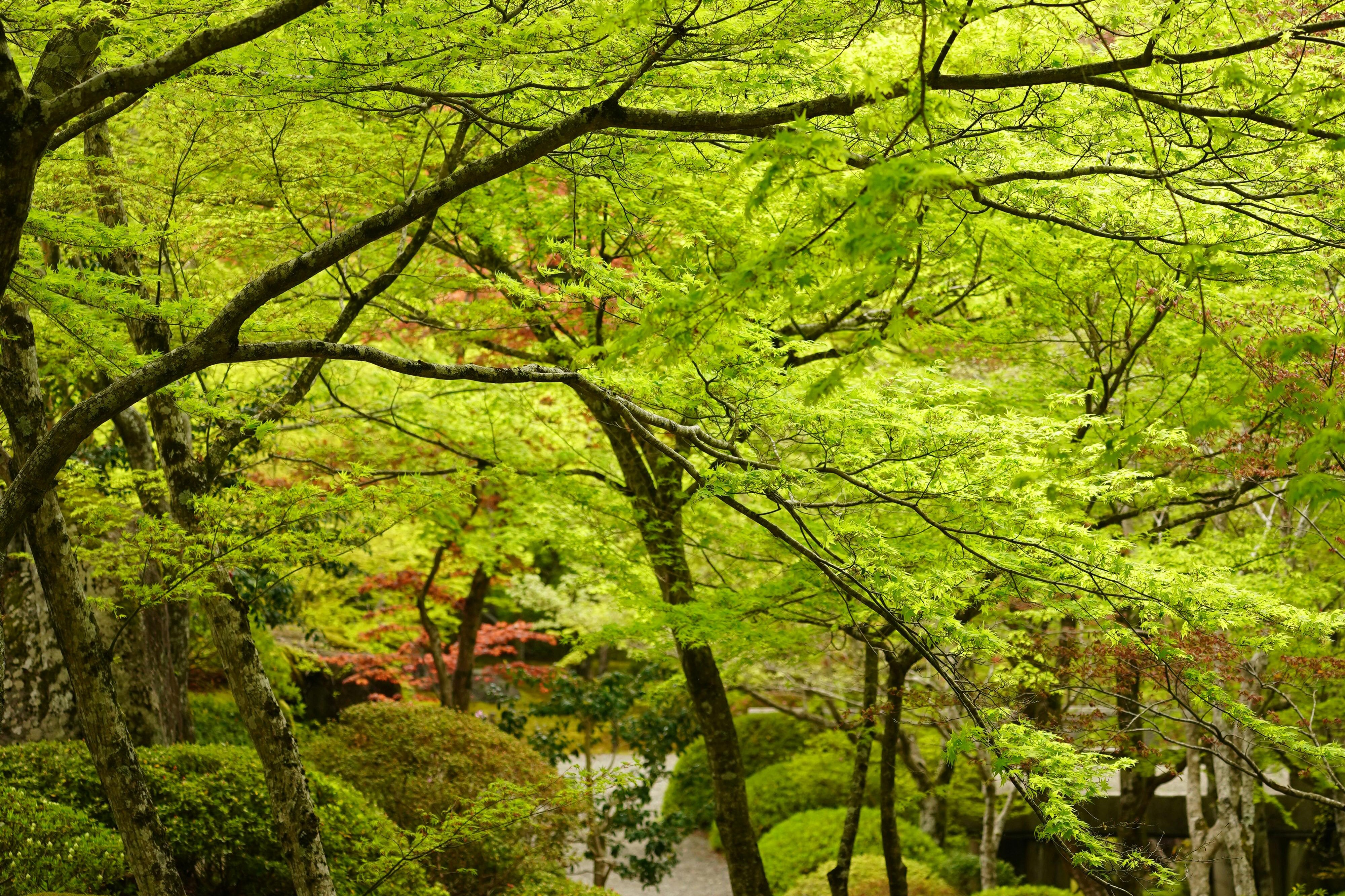 fresh bayleaf leaves
